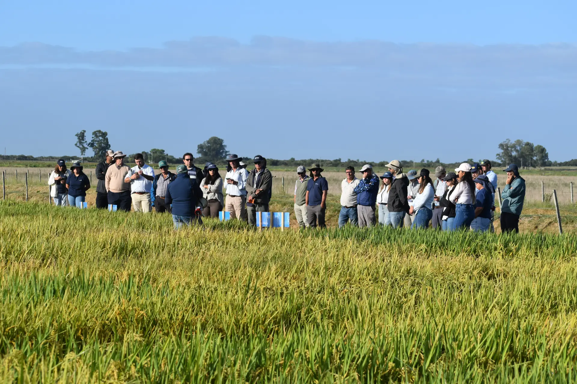 Cultivo de arroz uruguayo