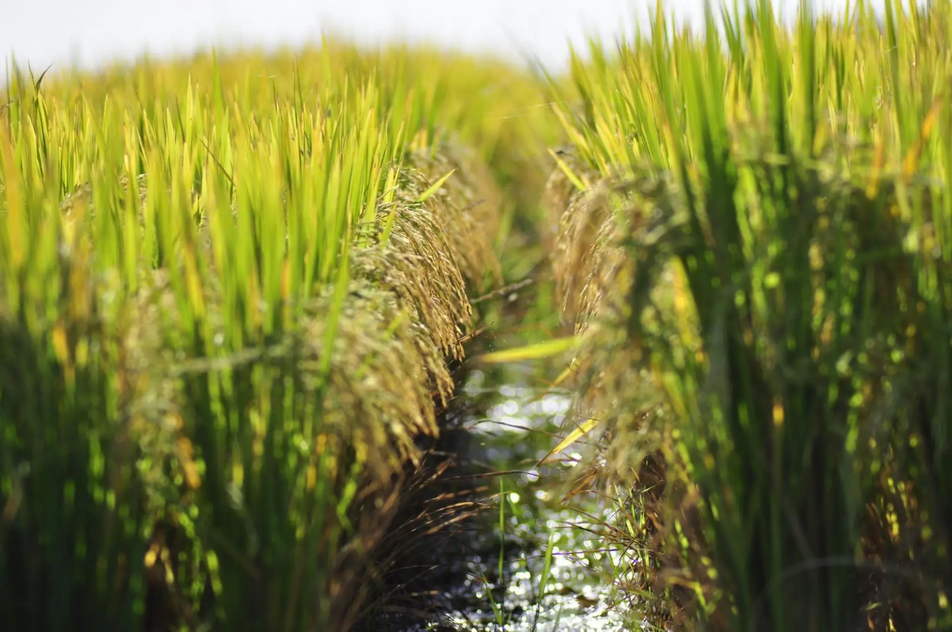 Arroz en cultivo