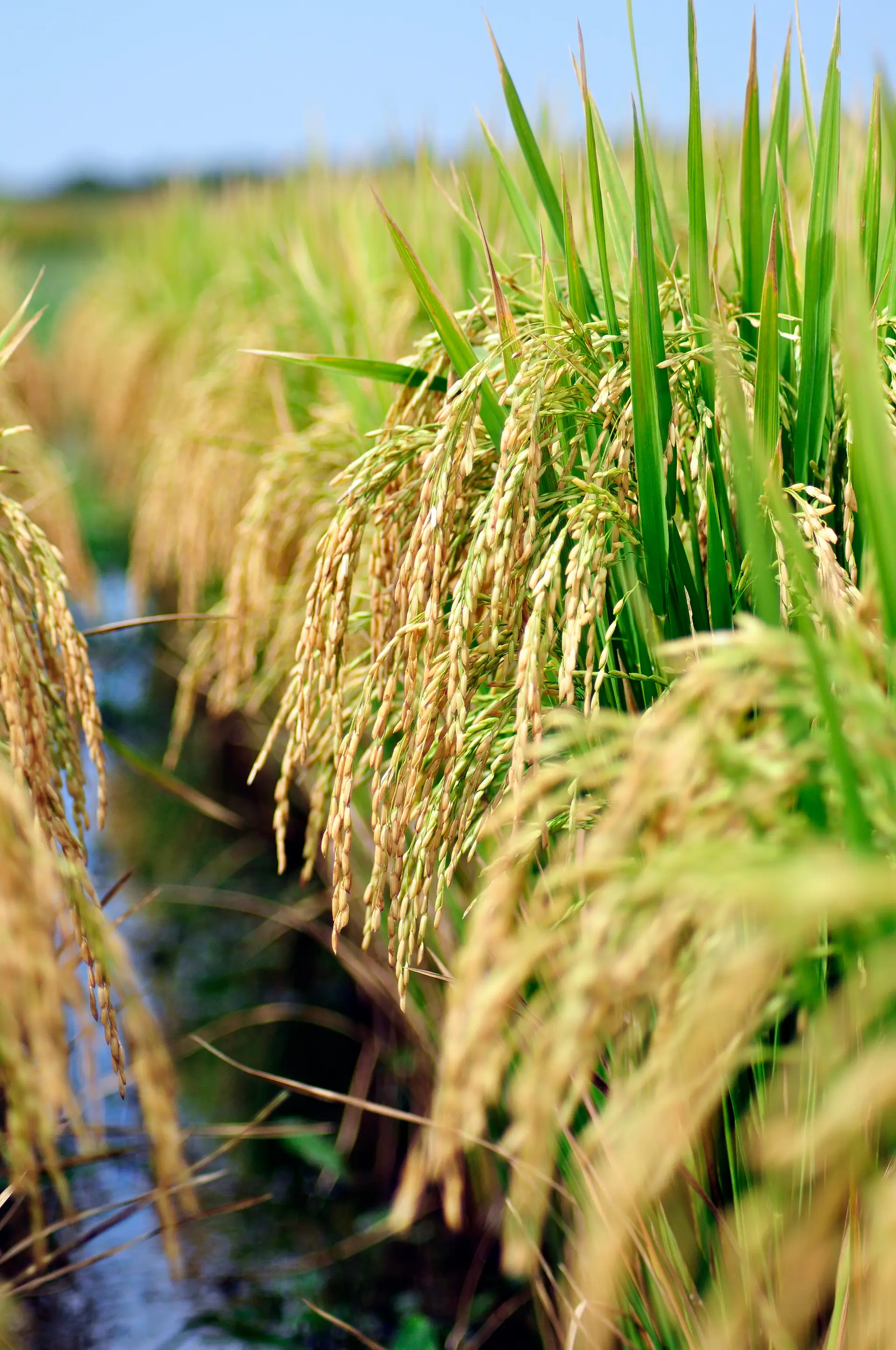 Espiga de arroz